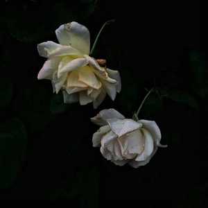 国产免费性爱视频
